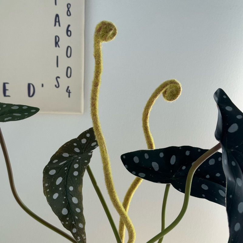 [พร้อมส่ง] Jnihouse : กิ่งบีโกเนียลายจุด (Artificial Begonia Maculata Tree)