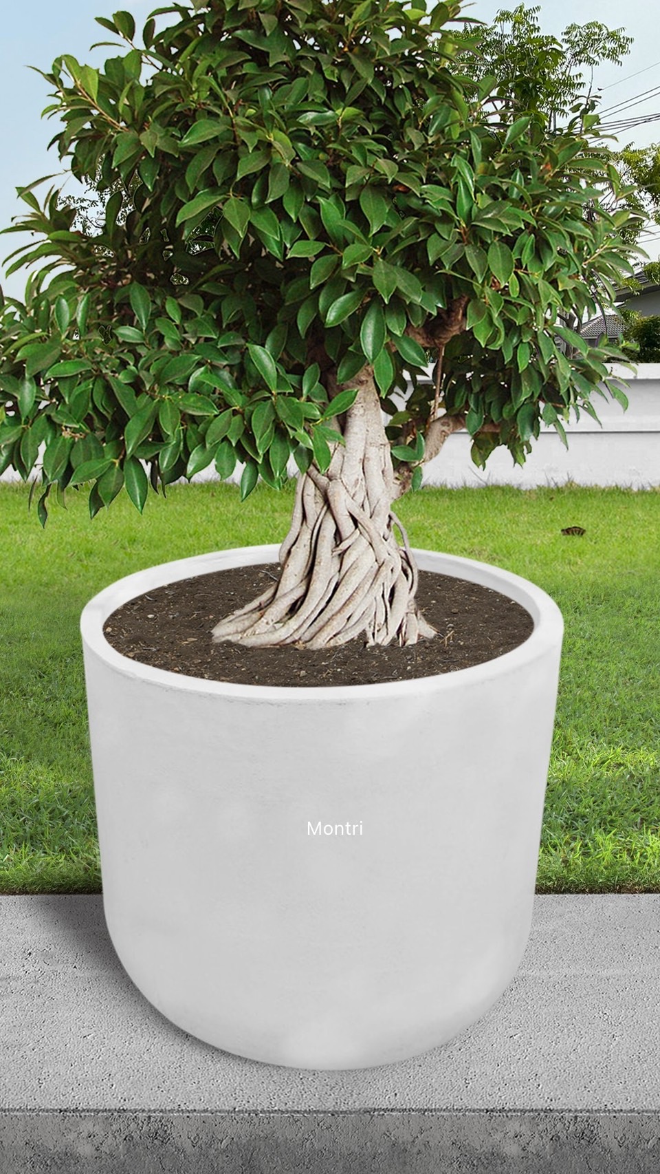 กระถางปูนใบใหญ่ จำนวน 1 ใบ ขนาด 80*80 cm. มีความแข็งแรงทนทาน ไม่แตกหักง่าย เหมาะสำหรับการปลูกต้นไม้กลางแจ้ง พื้นที่ใกล้เคียงจัดส่งภายใน 7 -14 วัน