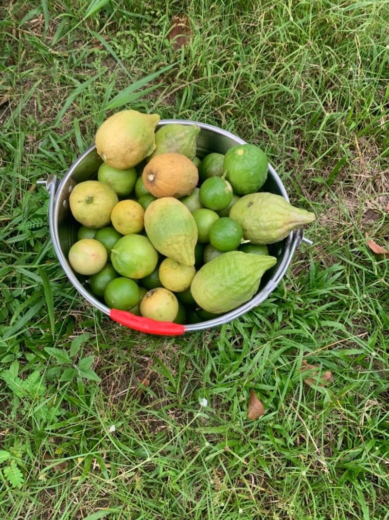 ที่ดินนครนายก บ้านสวนผลไม้ พื้นที่ 1 ไร่ 1 งาน ติดคลองส่งน้ำ ปลูกผลไม้หลากหลาย อ.ปากพลี จ.นครนายก