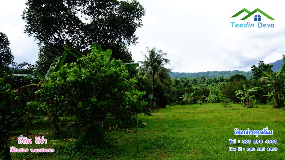 ที่ดินนครนายก สวนผลไม้ 2 ไร่ มีต้นพะยูง ต้นสักทอง ทุเรียน กาแฟ อยู่ใกล้เขื่อนขุนด่าน ต.สาริกา อ.เมือง จ.นครนายก