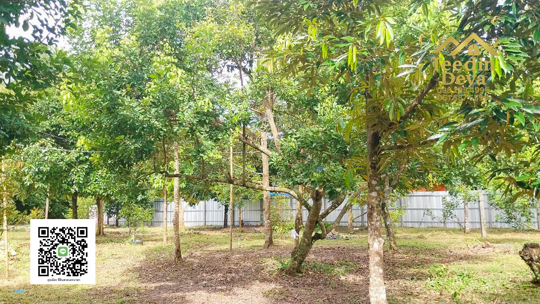 ที่ดินนครนายก สวนผลไม้ ทุเรียน มังคุด พร้อมเก็บเกี่ยว ขนาด 1 ไร่ ต.หินตั้ง อ.เมือง จ.นครนายก