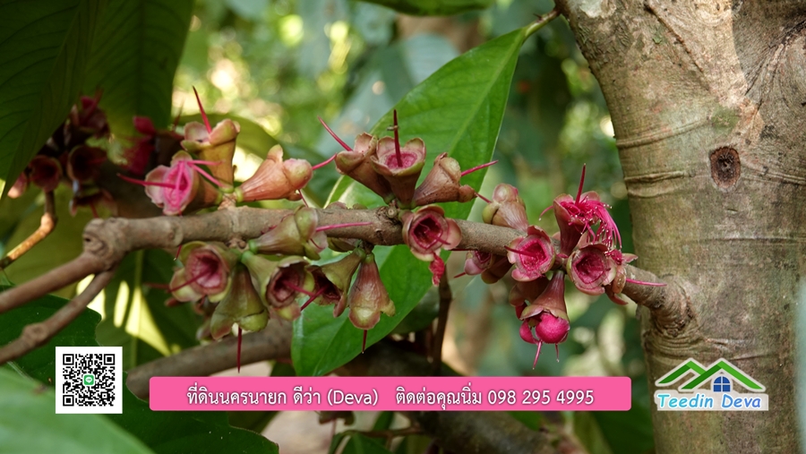 บ้านสวน ผลไม้ วิวอุทยานเขาใหญ่ เนื้อที่ 2 ไร่ 1 งาน อ.ปากพลี จ.นครนายก