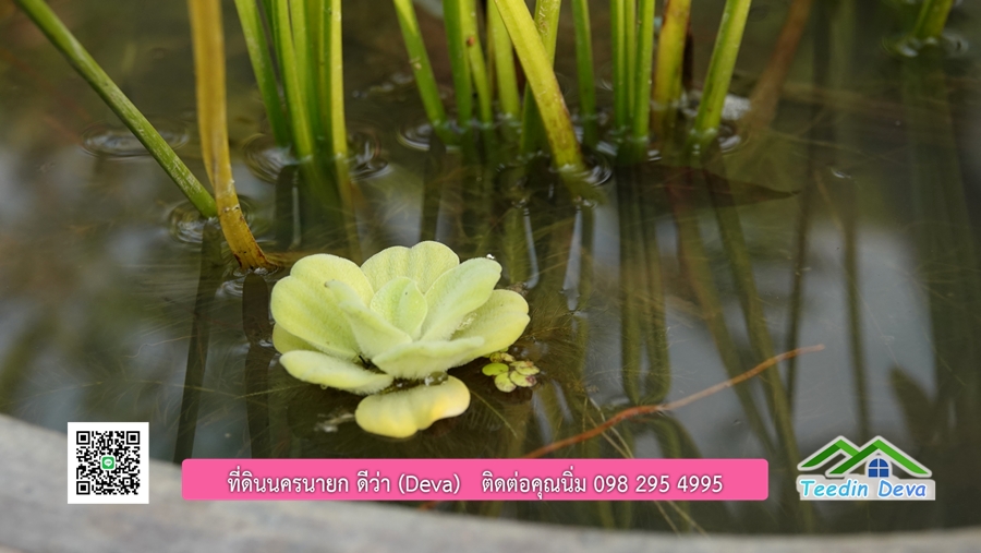 บ้านสวนผลไม้ สามารถเก็บผลผลิตได้เลย พื้นที่ 2 ไร่ 1 งาน อ.ปากพลี จ.นครนายก