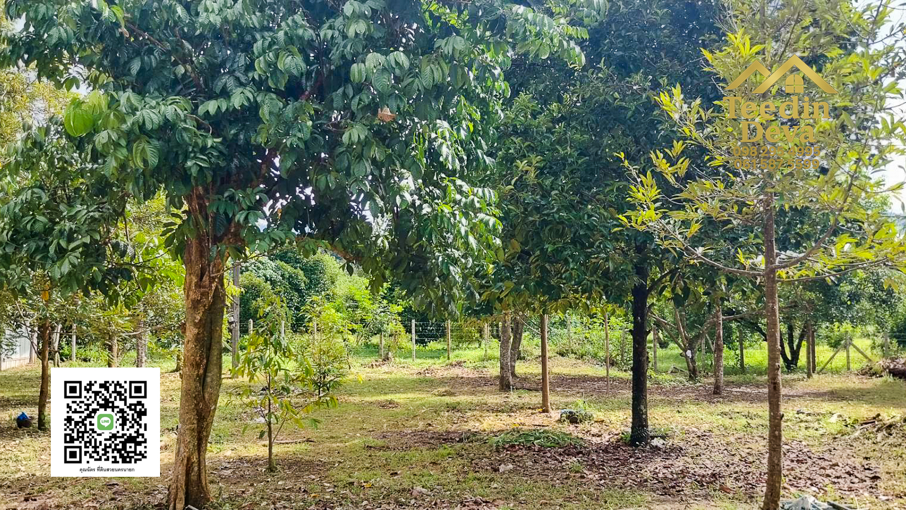 ที่ดินนครนายก สวนผลไม้ ทุเรียน มังคุด พร้อมเก็บเกี่ยว ขนาด 1 ไร่ ต.หินตั้ง อ.เมือง จ.นครนายก