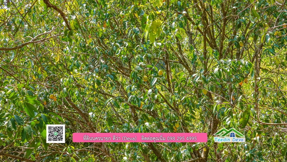 ขายสวนผลไม้ ทำเลดี ใกล้แหล่งท่องเที่ยว ขนาด 1-2-94 ไร่ ต.สาริกา อ.เมือง จ.นครนายก