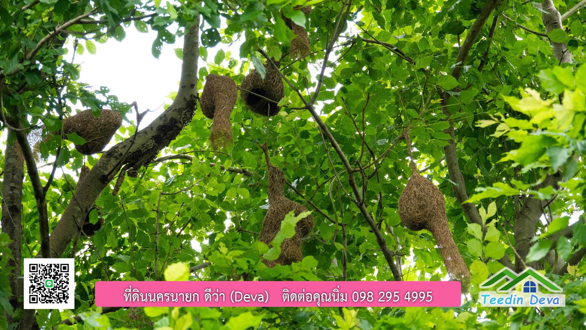 ขายบ้านสวน กลางนา วิวเขาใหญ่ ต.สาริกา อ.เมือง จ.นครนายก