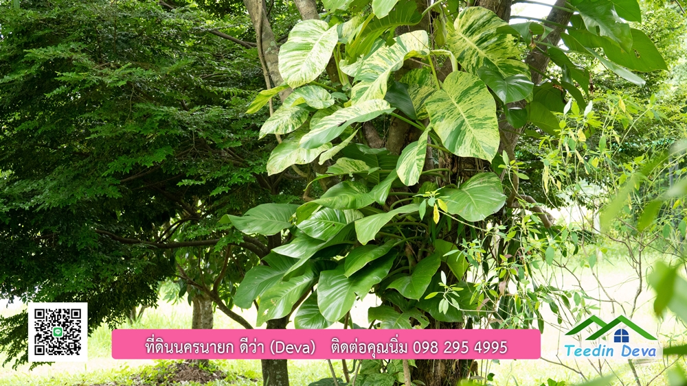 ขายบ้านสวน กลางนา วิวเขาใหญ่ ต.สาริกา อ.เมือง จ.นครนายก