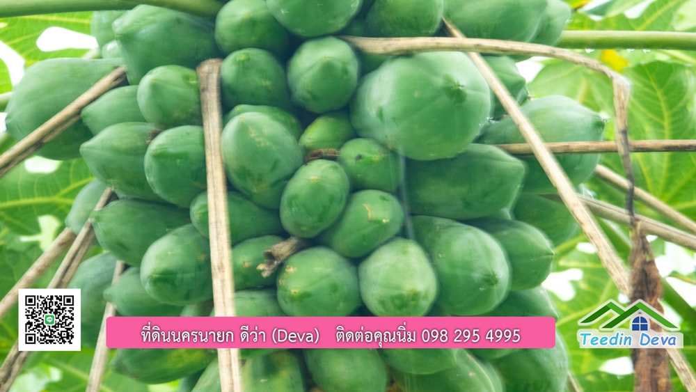 ที่ดินนครนายก สวนผลไม้ขนาดเล็ก 155 ตร.ว. ด้านหลังติดลำธาร