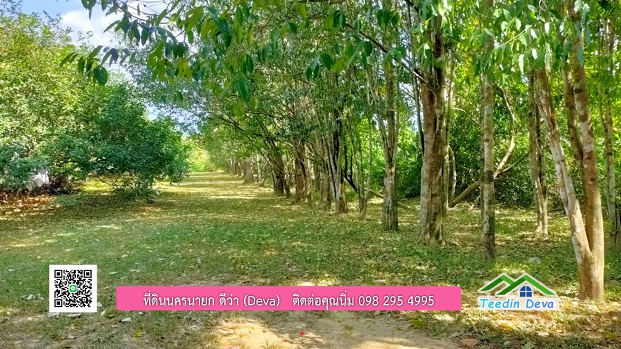 บ้านสวนผลไม้ ใกล้กับแหล่งท่องเที่ยว เจ้าของปลูกมะยงชิด ส้มโอ ต้นกฤษณา 20 ไร่ อยู่ติดถนนสายท่องเที่ยว สาริกา-นางรอง ต.สาริกา อ.เมือง จ.นครนายก