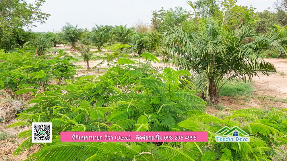 ขายที่ดิน สวนปาล์ม แปลงสวย ทำเลดี เนื้อที่ 11-3-8 ไร่ ให้ผลผลิตแล้ว อ.ปากพลี จ.นครนายก