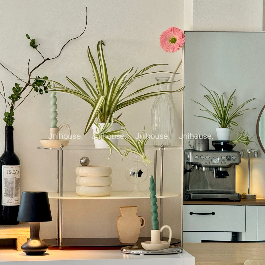 [พร้อมส่ง] Jnihouse : ต้นวาสนาราชินีกระถางขาว Spider plants (Tree)