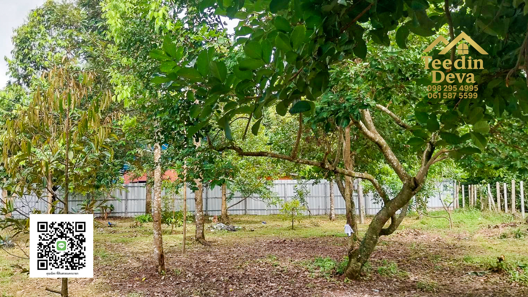 ที่ดินนครนายก สวนผลไม้ ทุเรียน มังคุด พร้อมเก็บเกี่ยว ขนาด 1 ไร่ ต.หินตั้ง อ.เมือง จ.นครนายก