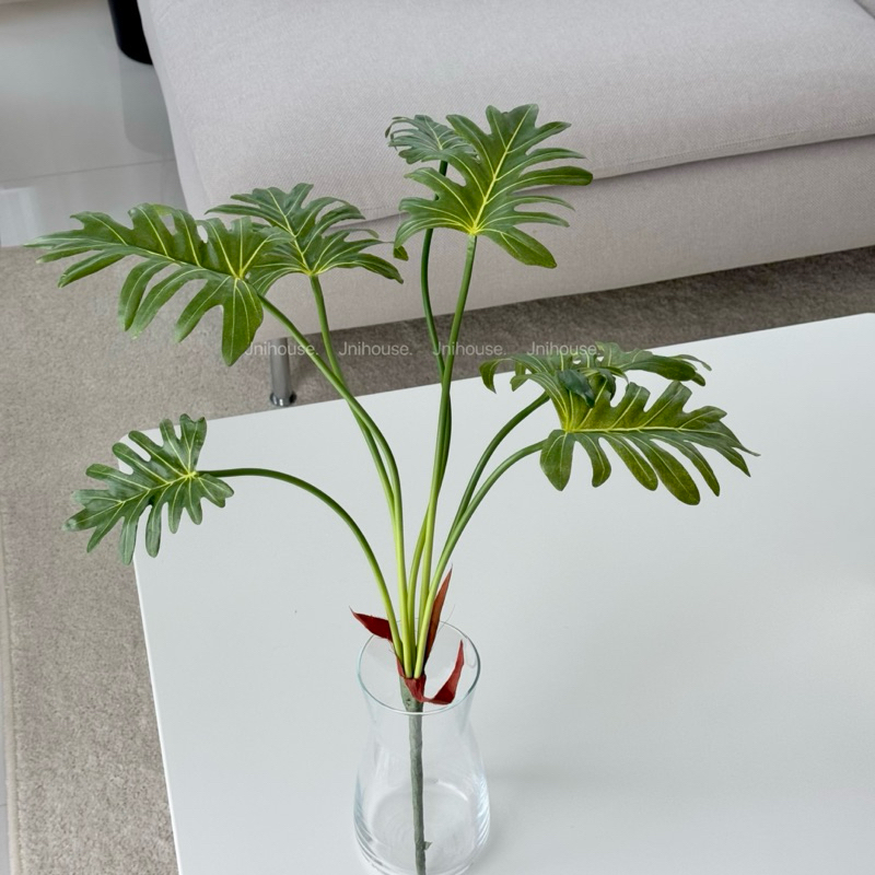 [พร้อมส่ง] Jnihouse : กิ่งต้นซานาดู (Xanadu Plant)(Tree)