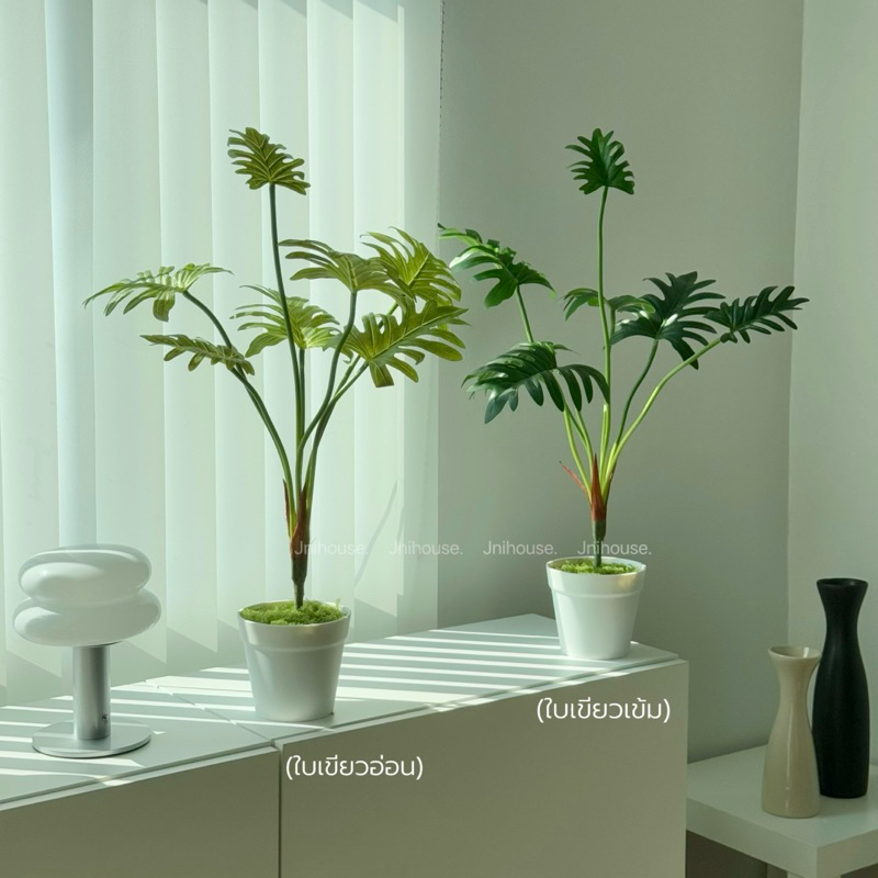[พร้อมส่ง] Jnihouse : ต้นซานาดู (Xanadu Plant)(Tree)