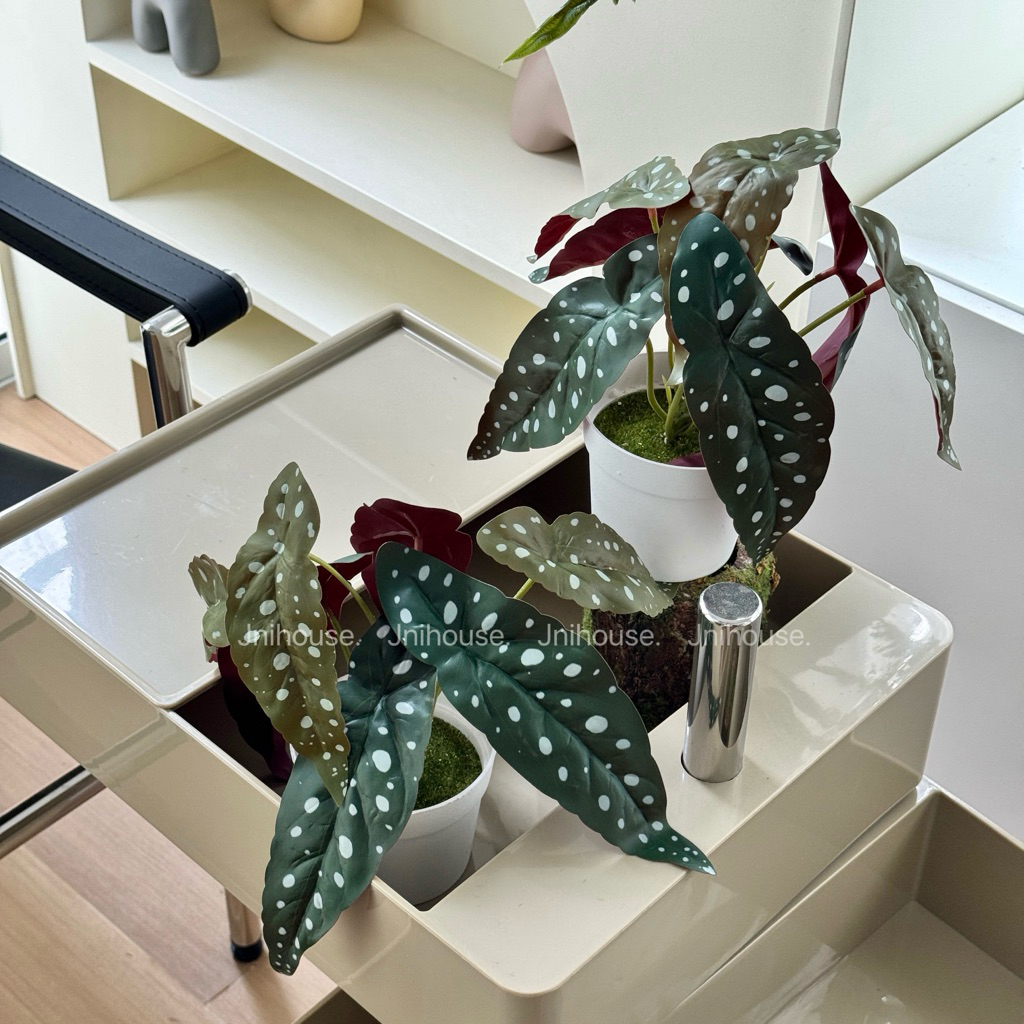 [พร้อมส่ง] Jnihouse : ต้นบีโกเนียประดิษฐ์เล็กกระถางขาว (Tree)