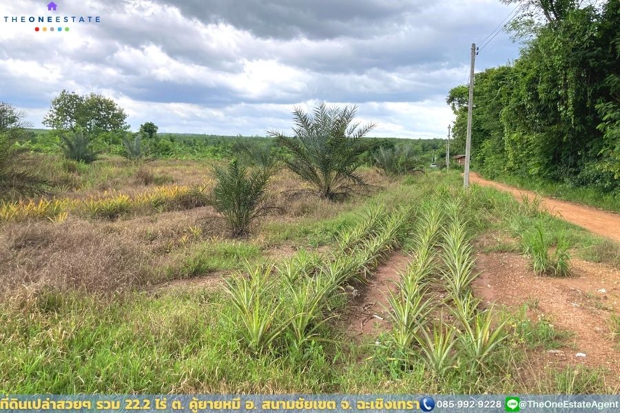 📣 ที่ดินสวย 22.2 ไร่ แปลงยาวสวย ซื้อเก็บลงทุนยาว ปลูกบ้าน ทำการเกษตร ทำสวน เลี้ยงปลาดีมาก ต.คู้ยายหมี อ.สนามชัยเขต จ.ฉะเชิงเทรา The Best ! | โทร. 085-992-9228