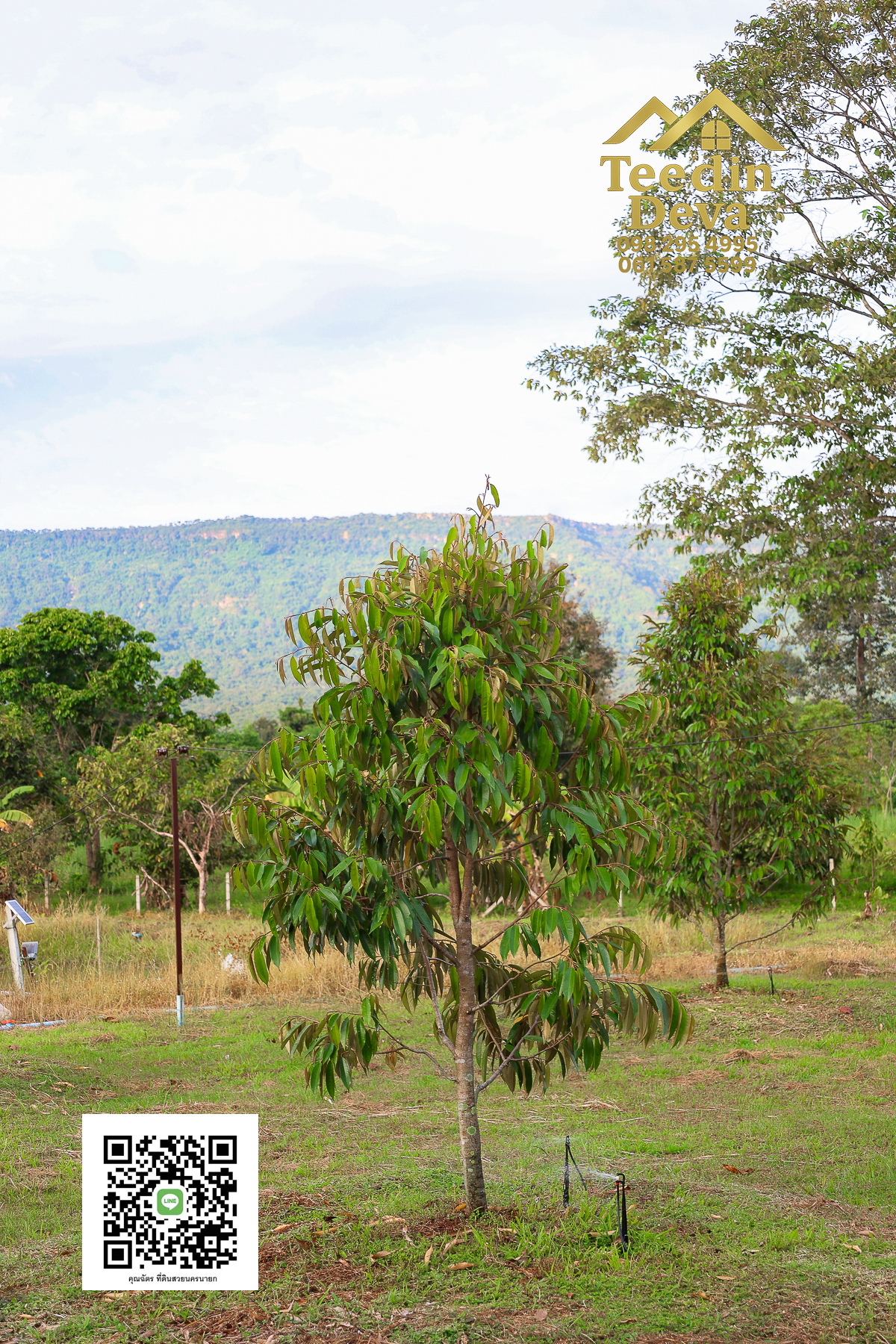 💭 ตื่นเช้าลมเย็น เห็นเขาใหญ่ตรงหน้า... ที่ดินสวนผลไม้ 2 ไร่ 3 งาน ต.นาหินลาด อ.ปากพลี จ.นครนายก