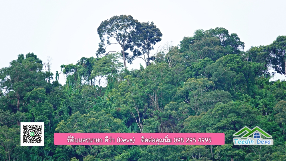 ที่ดินนครนายก ติดลำธารสวยๆ ที่ดินแปลงสวย 6 ไร่ ทำเลดี ในอ้อมกอดของขุนเขา ด้านหลังติดลำธารธรรมชาติ