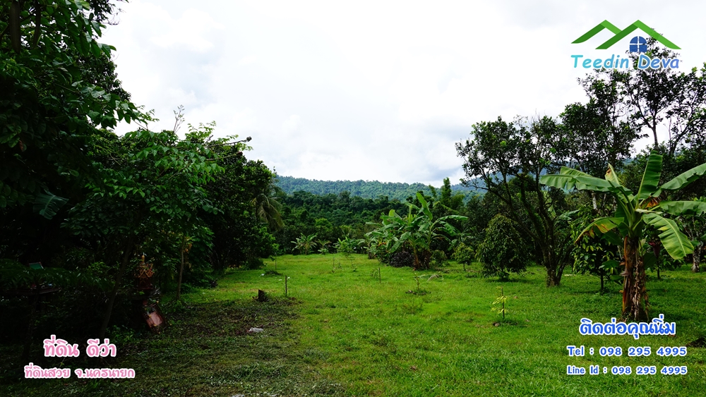 ที่ดินนครนายก สวนผลไม้ 2 ไร่ มีต้นพะยูง ต้นสักทอง ทุเรียน กาแฟ อยู่ใกล้เขื่อนขุนด่าน ต.สาริกา อ.เมือง จ.นครนายก