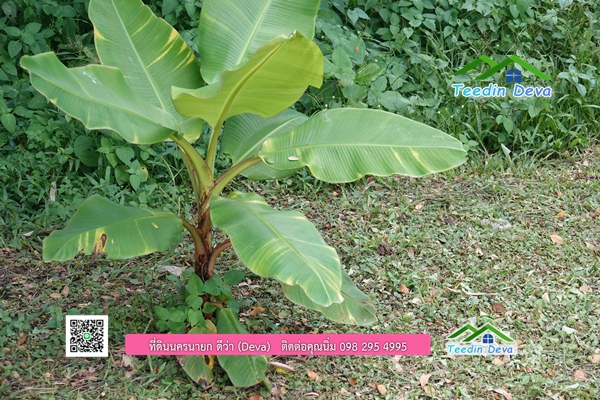 🌳 ที่ดินแปลงสวย 1 ไร่ 21 ตร.ว ใกล้กับแม่น้ำนครนายก บรรยากาศดี ร่มรื่น มีต้นไม้ใหญ่ในแปลง โฉนดครุฑแดง