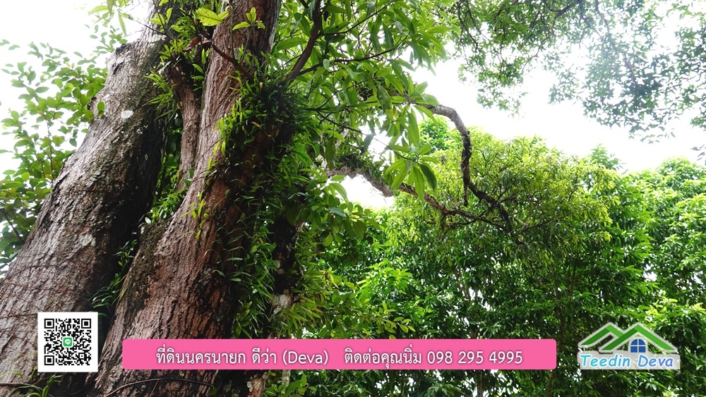 ขายรีสอร์ท ขนาด 10 ไร่ บรรยากาศดี ใกล้แหล่งท่อเที่ยว