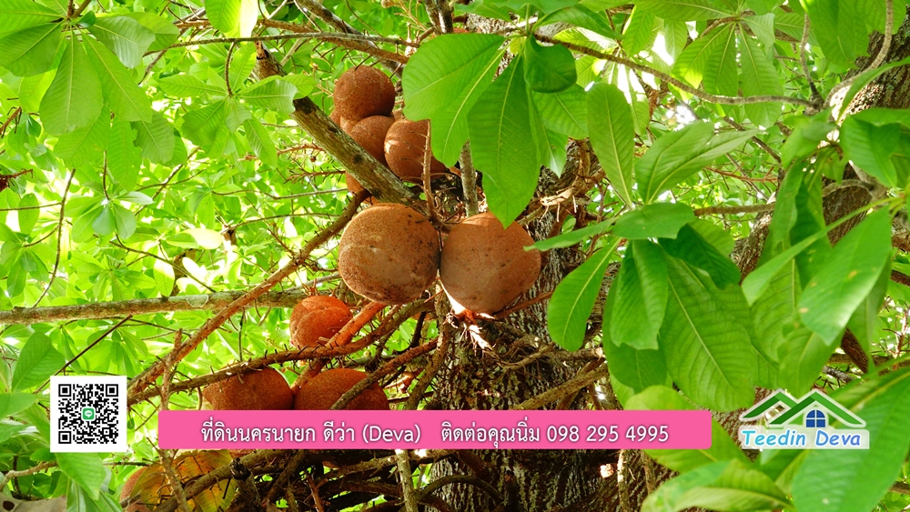 ที่ดินนครนายก สวนผลไม้ พื้นที่ 7 ไร่ ปลูกทุเรียน มังคุด ลองกอง มะยมชิด มีอาคาร 4 หลัง ด้านหน้าถนนสาธารณะ ด้านหลังติดอ่างเก็บน้ำ