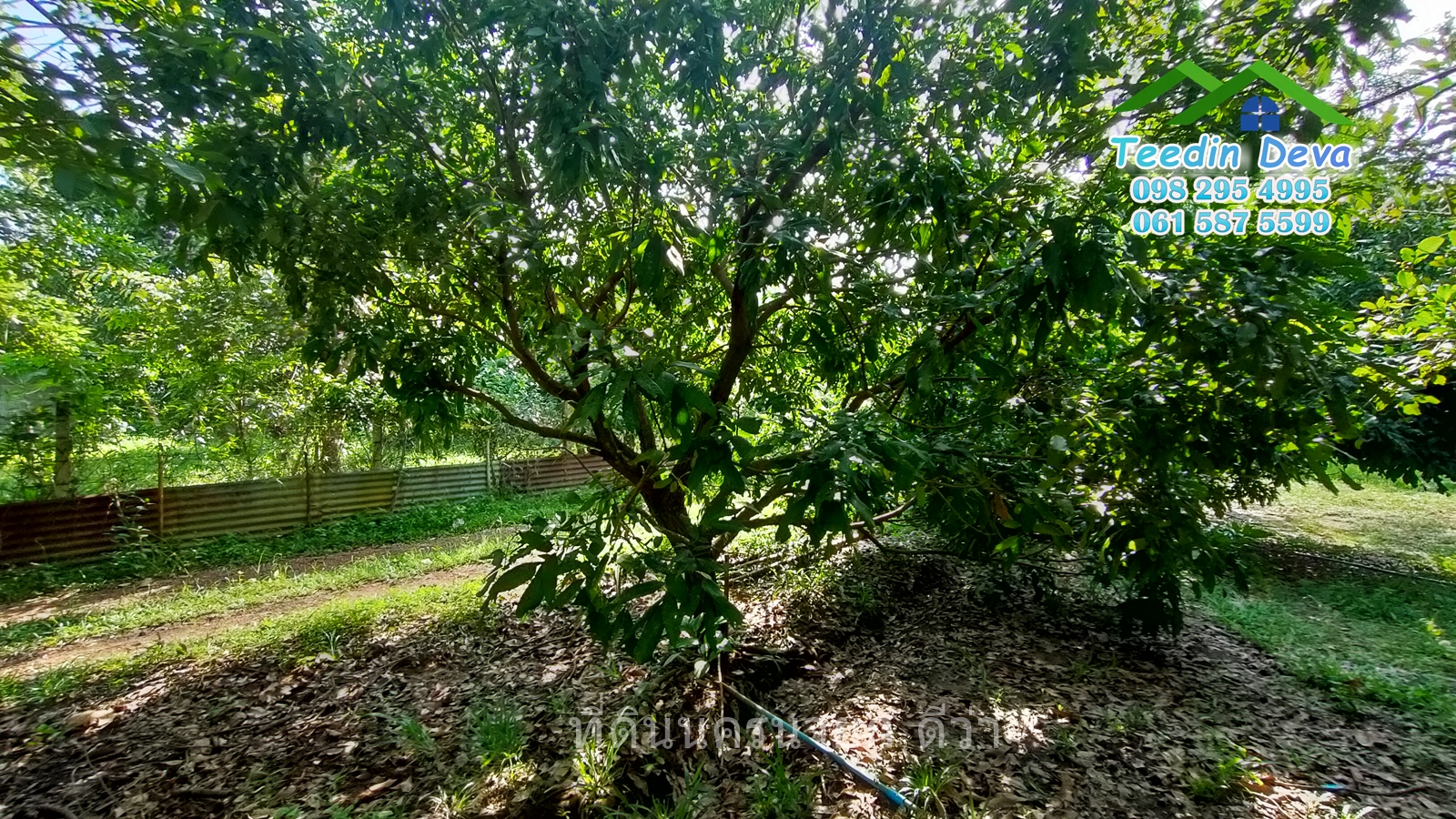 🌳🍊 ที่ดินนครนายก สวนผลไม้ เนื้อที่ 2 ไร่ ในทำเลติดกับภูเขา วิวสวยงาม ผลไม้เก็บผลผลิตได้แล้ว