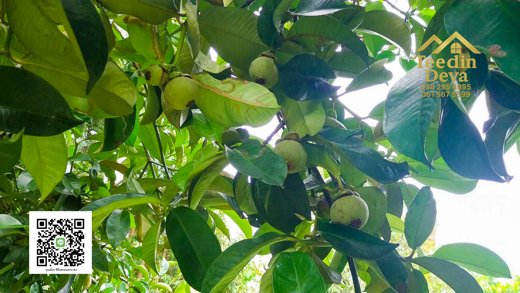 ที่ดินนครนายก สวนผลไม้ ทุเรียน มังคุด พร้อมเก็บเกี่ยว ขนาด 1 ไร่ ต.หินตั้ง อ.เมือง จ.นครนายก