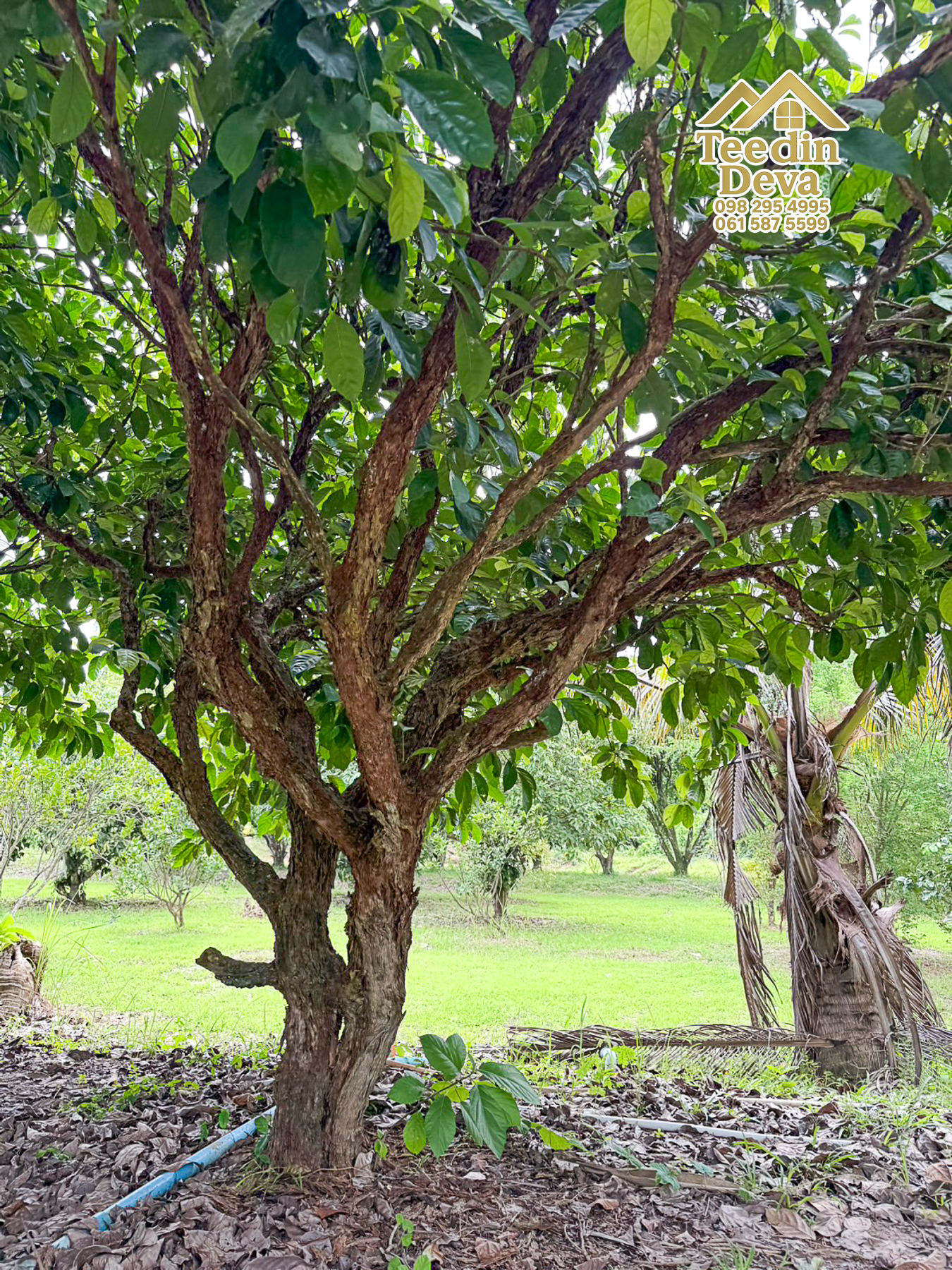 🌿 สวนผลไม้ในฝัน ใกล้เขื่อนขุนด่านปราการชล — 1 ไร่ 12 ตรว. ต.หินตั้ง อ.เมือง จ.นครนายก 🌿