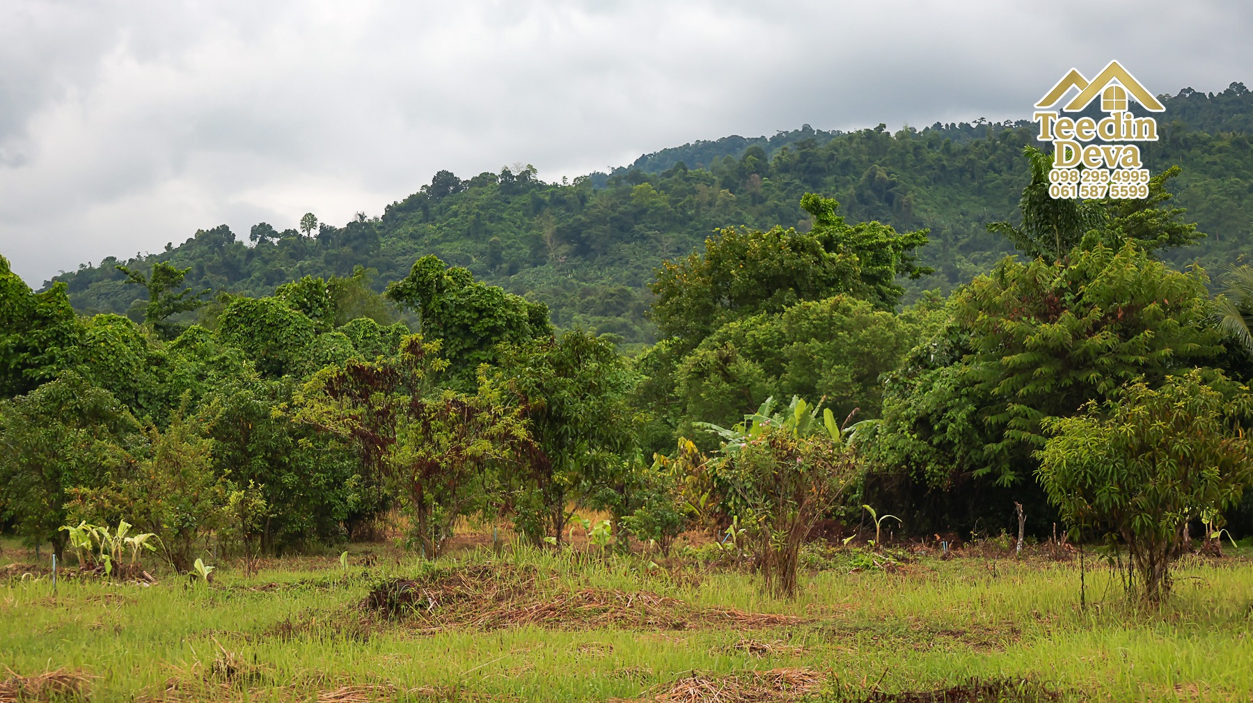 🌤 วิวภูเขาโอบล้อม ความสงบโอบใจ... ที่ดินสวนผลไม้ 120 ตร.ว. ต.หินตั้ง อ.เมือง จ.นครนายก 💛