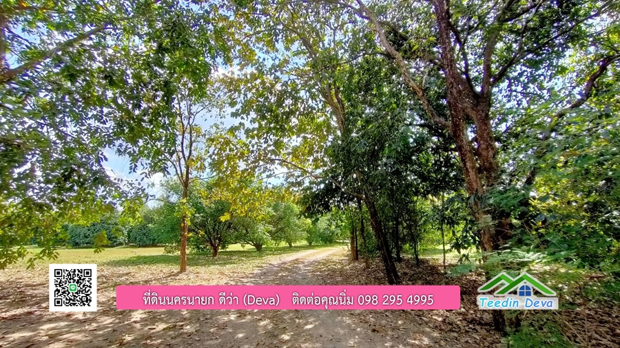 บ้านสวนผลไม้ ใกล้กับแหล่งท่องเที่ยว เจ้าของปลูกมะยงชิด ส้มโอ ต้นกฤษณา 20 ไร่ อยู่ติดถนนสายท่องเที่ยว สาริกา-นางรอง ต.สาริกา อ.เมือง จ.นครนายก