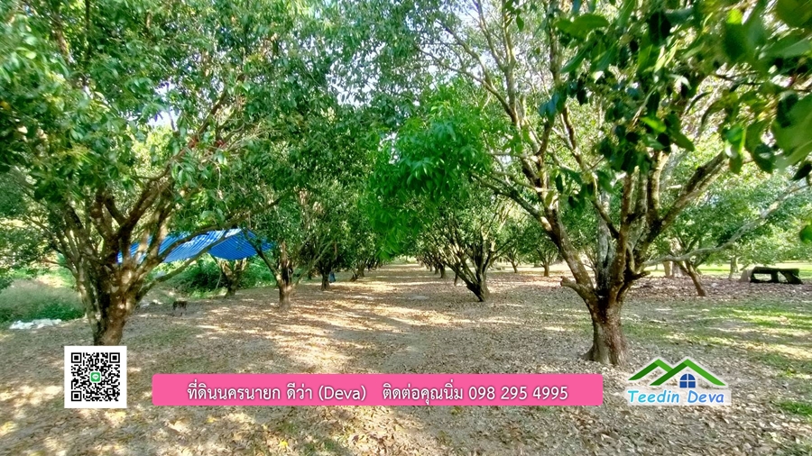 ขายสวนมะยงชิดพันธุ์ทูลเกล้า ขนาด 7 ไร่ ทำเลดีเยี่ยม ติดถนนลาดยาง ต.เขาเพิ่ม อ.บ้านนา จ.นครนายก