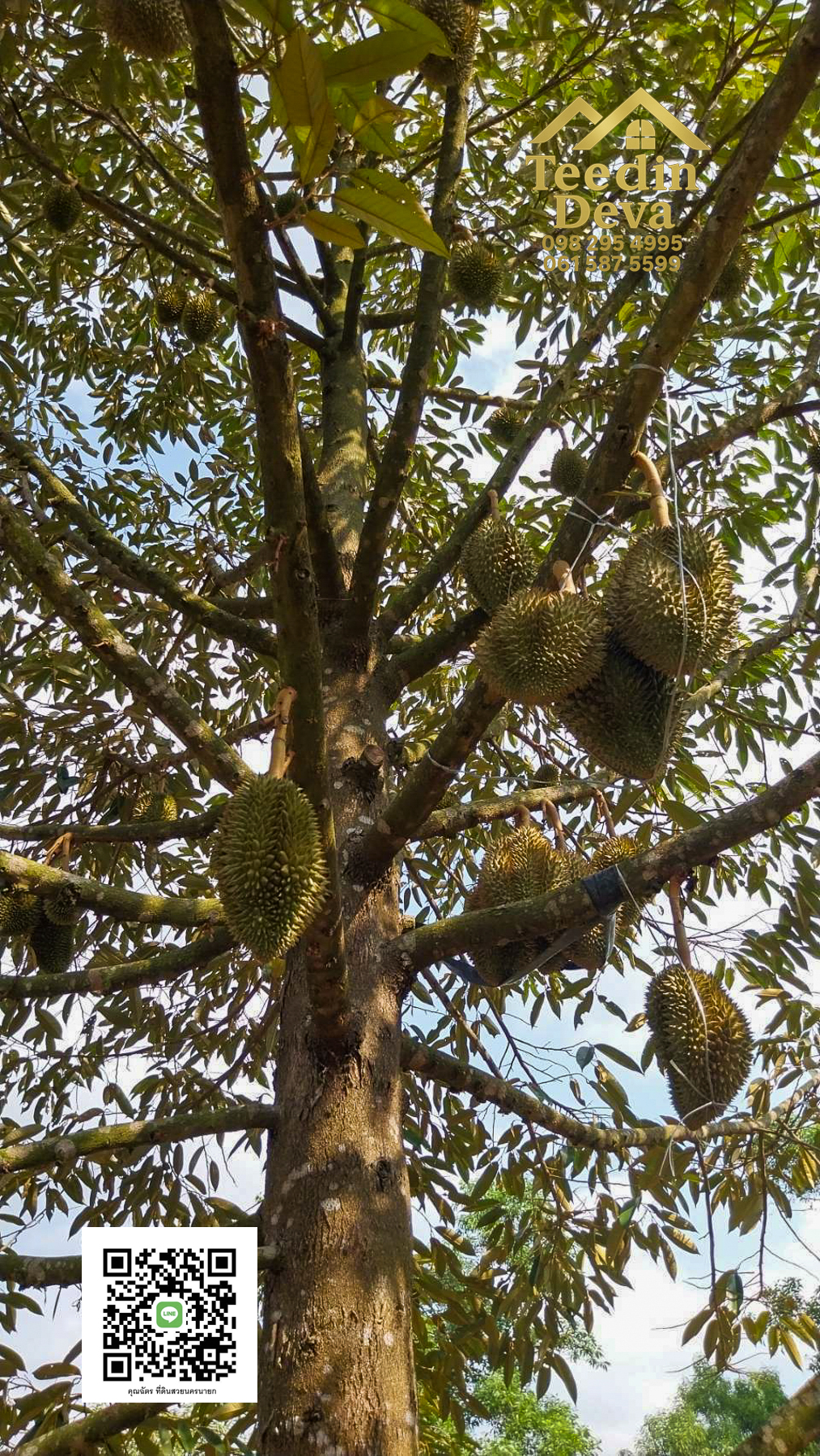 ที่ดินนครนายก สวนผลไม้ ทุเรียน มังคุด พร้อมเก็บเกี่ยว ขนาด 1 ไร่ ต.หินตั้ง อ.เมือง จ.นครนายก