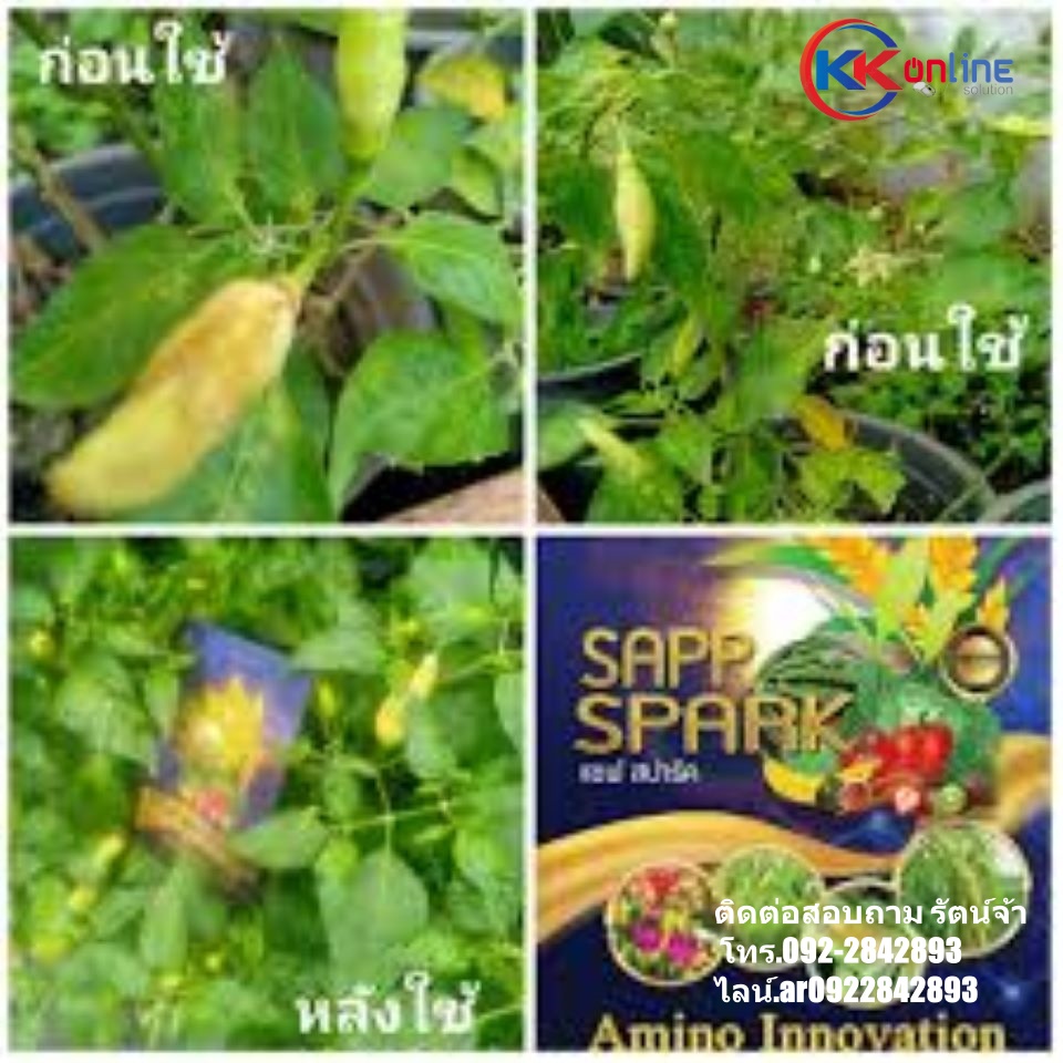 Sapp Spark Amino Innovation นวัตกรรม อะมิโนบำรุงพืซ อาหารสำหรับพืช ลดต้นทุน เพิ่มผลผลิต เป็นมิตรกับคน และสิ่งแวดล้อม