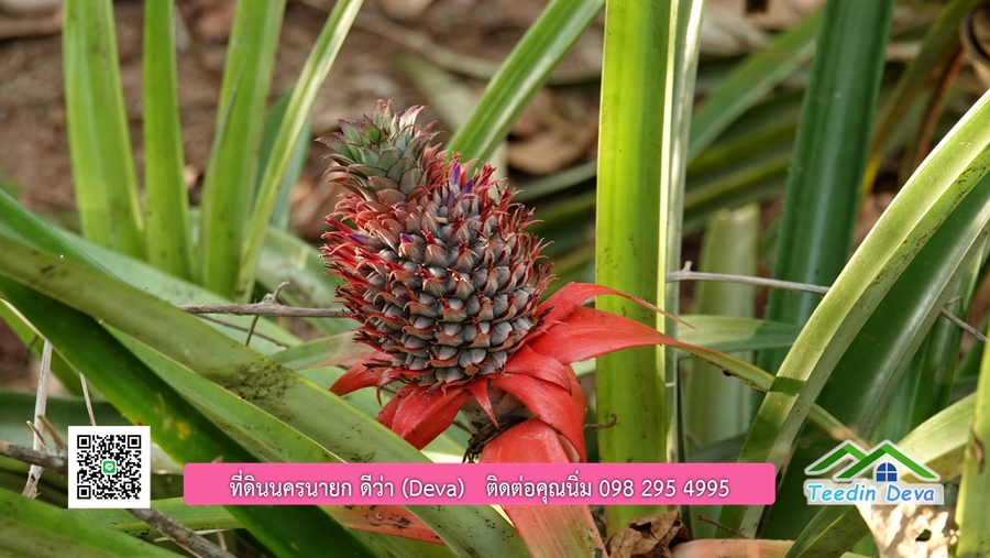 บ้านสวนผลไม้ สามารถเก็บผลผลิตได้เลย พื้นที่ 2 ไร่ 1 งาน อ.ปากพลี จ.นครนายก