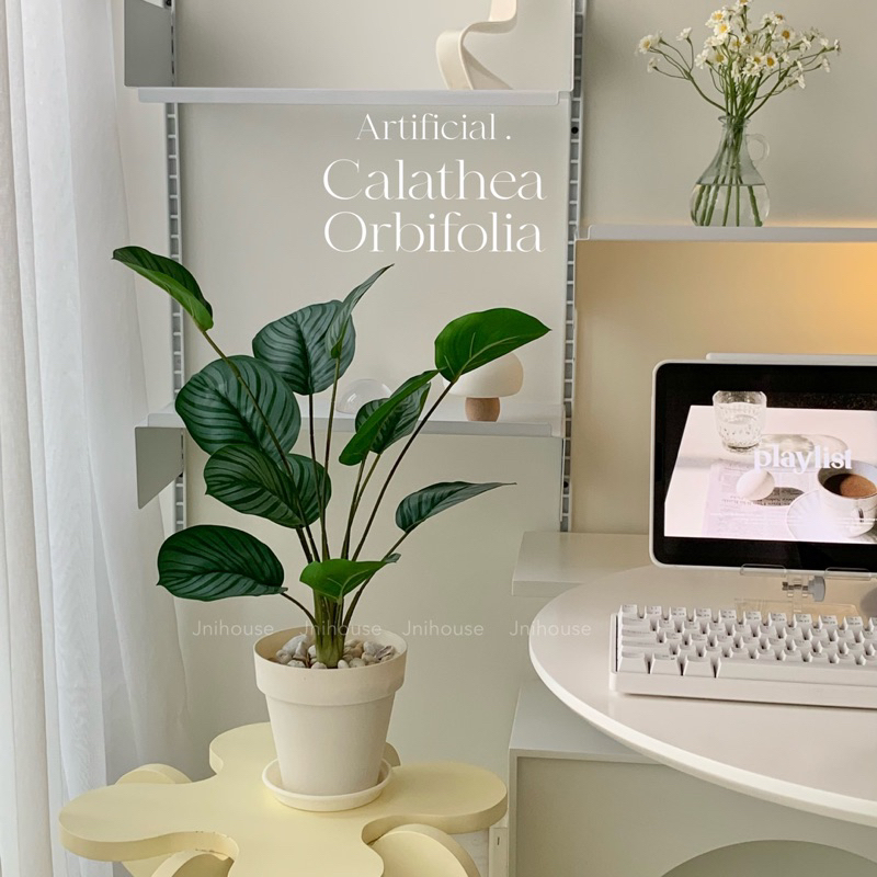 [พร้อมส่ง] Jnihouse : ต้นคล้าปลอม (Calatheas)