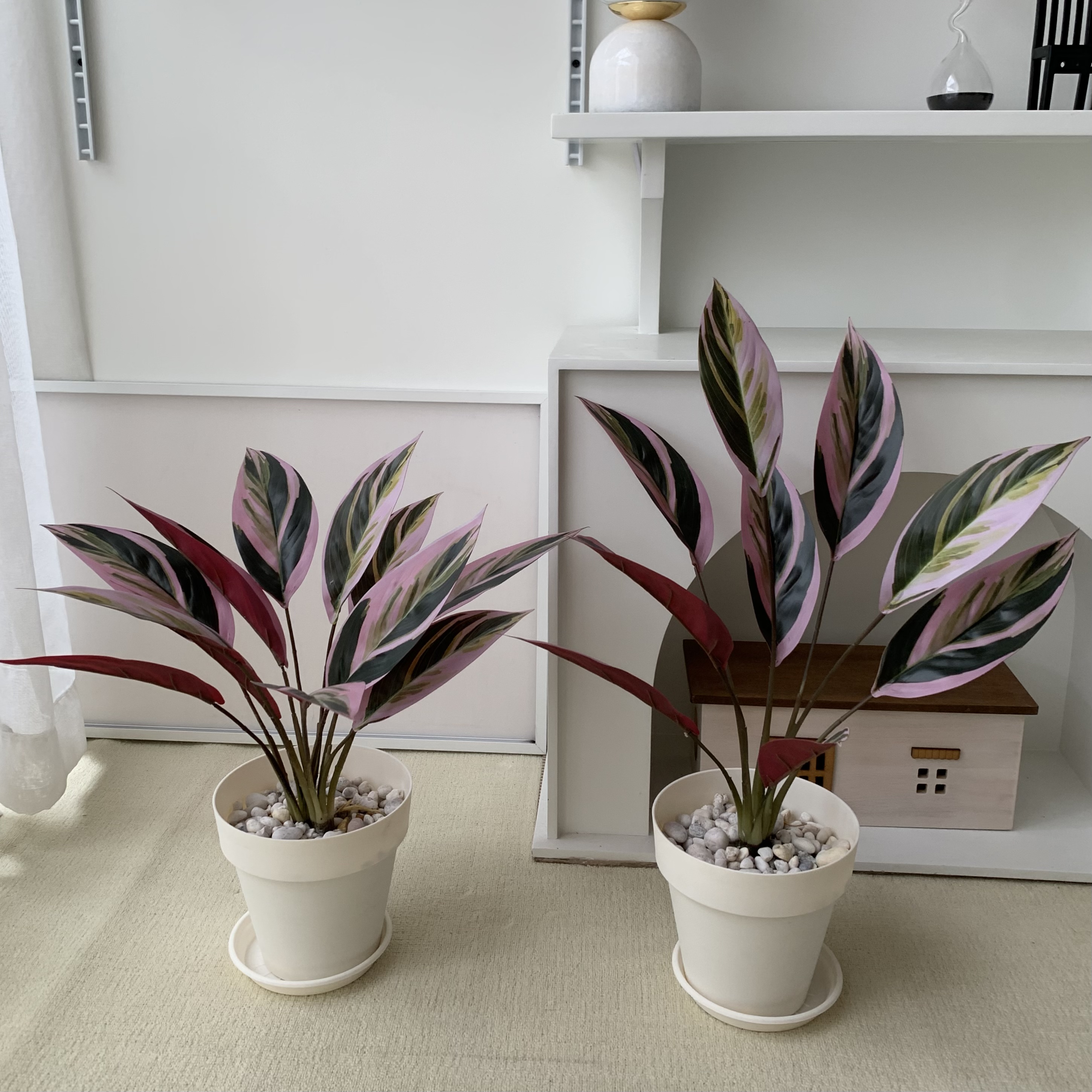 [พร้อมส่ง] Jnihouse : ต้นคล้าปลอม (Calatheas) ต้นไม้ปลอม ต้นไม้ประดับ