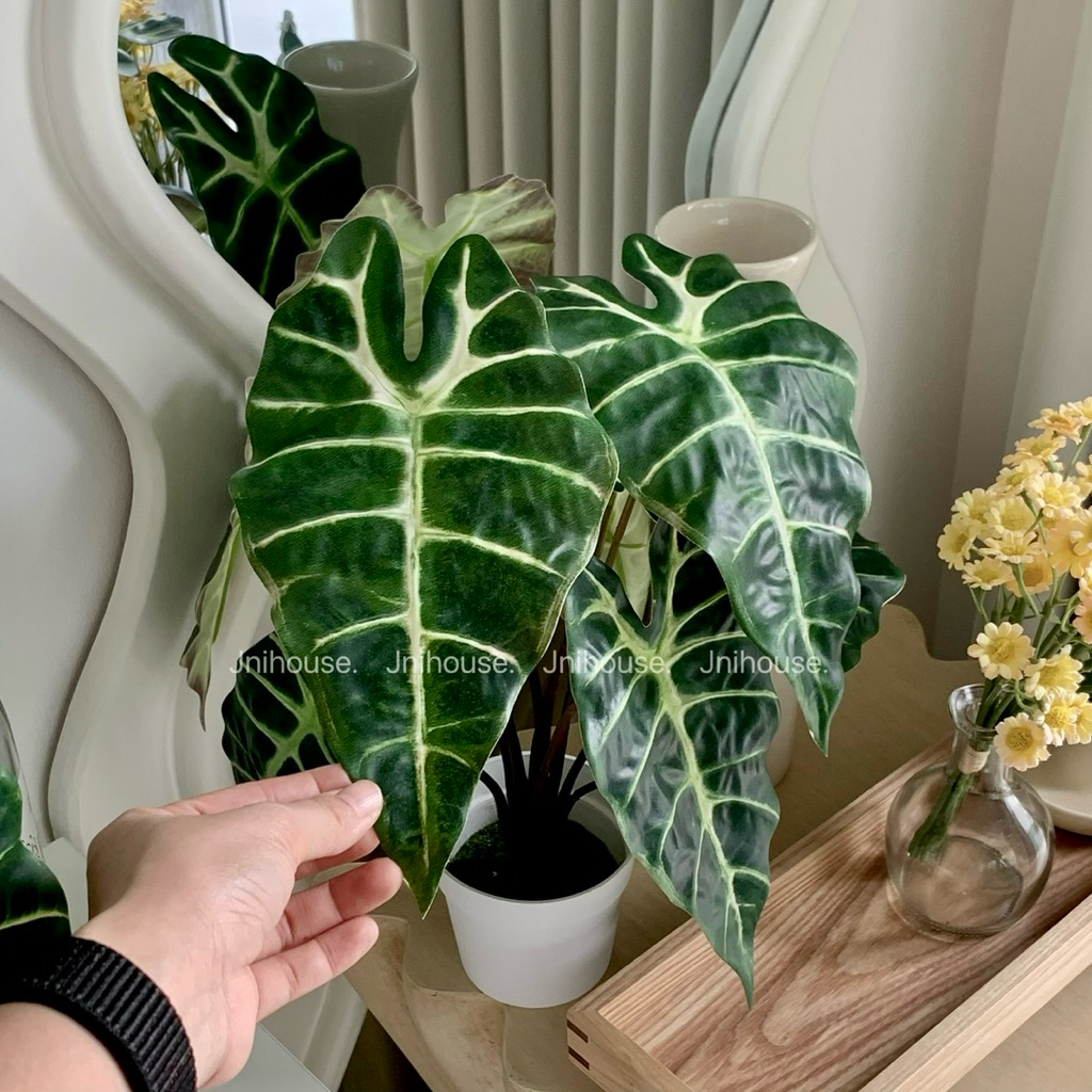 [พร้อมส่ง] Jnihouse : ต้นอโลคาเซีย ซานเดอเรียนาประดิษฐ์