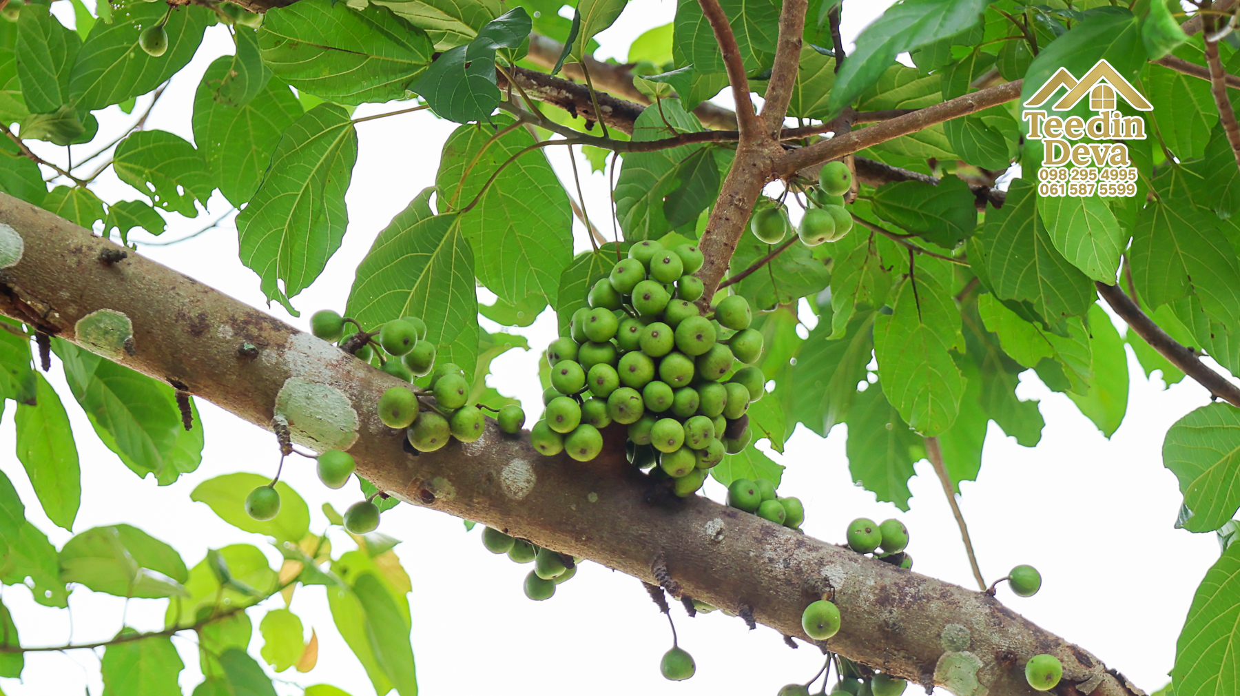 ที่ดินติดภูเขา เนินสวย พร้อมพัฒนารีสอร์ทหรือพูลวิลล่า 1 ไร่ ต.เขาพระ อ.เมือง จ.นครนายก 🏡