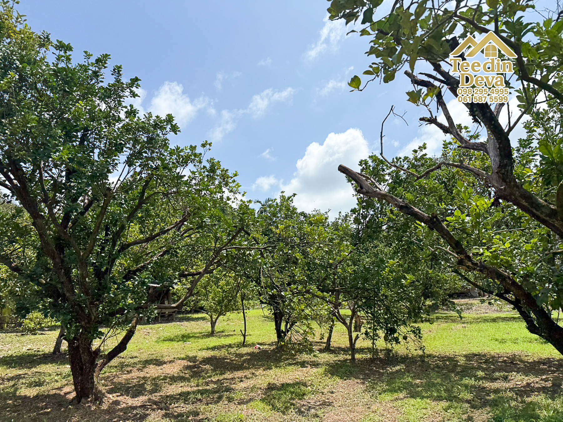 🌿 สวนผลไม้ในฝัน ใกล้เขื่อนขุนด่านปราการชล — 1 ไร่ 12 ตรว. ต.หินตั้ง อ.เมือง จ.นครนายก 🌿