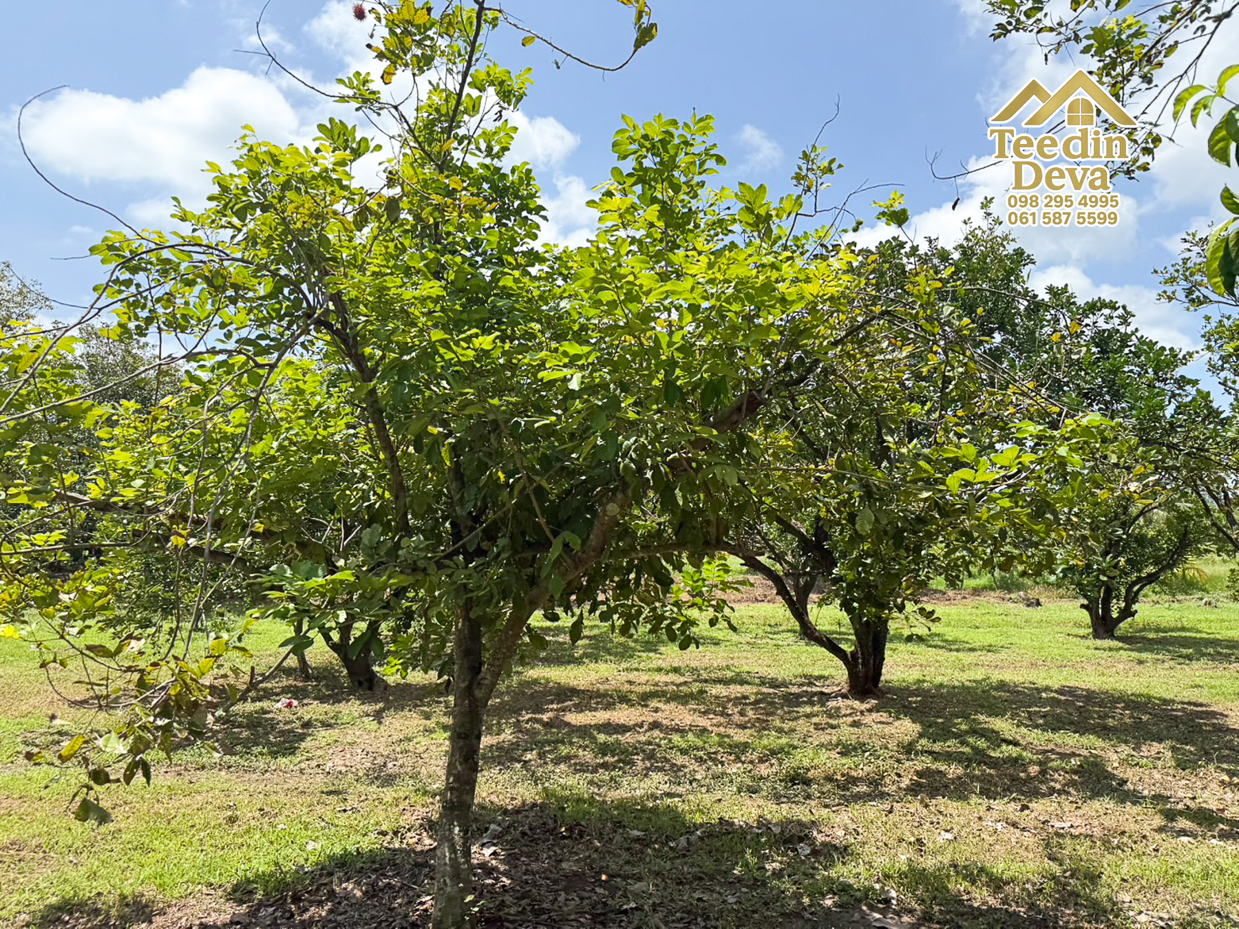 🌿 สวนผลไม้ในฝัน ใกล้เขื่อนขุนด่านปราการชล — 1 ไร่ 12 ตรว. ต.หินตั้ง อ.เมือง จ.นครนายก 🌿