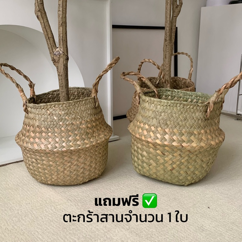 [พร้อมส่ง] Jnihouse : ต้นเลมอนประดิษฐ์ แถมตะกร้าสาน (Artificial Lemon Tree)