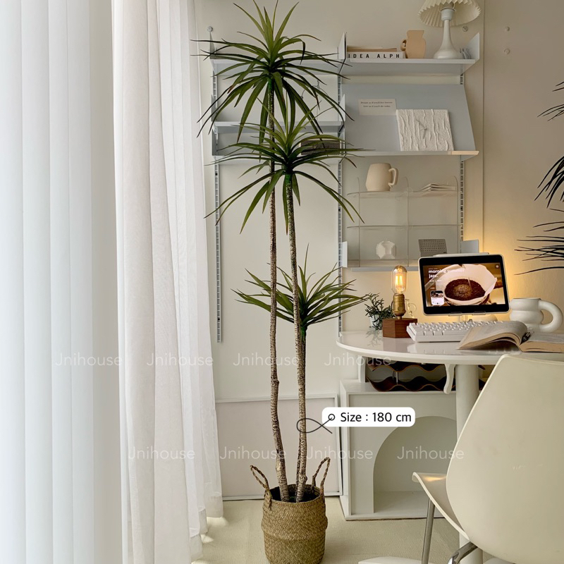 [พร้อมส่ง] Jnihouse : Dragon tree แถมตะกร้าสาน (Dracaena marginata)