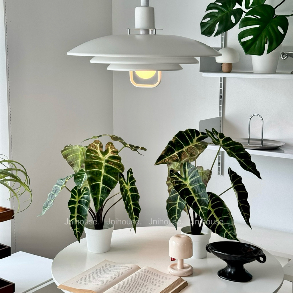 [พร้อมส่ง] Jnihouse : ต้นอโลคาเซีย ซานเดอเรียนาประดิษฐ์