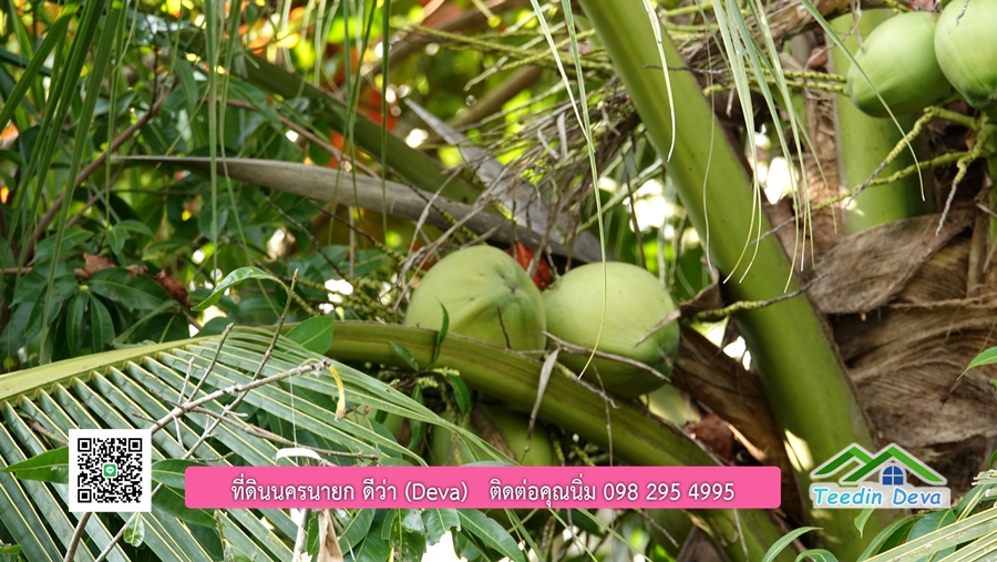 บ้านสวนผลไม้ สามารถเก็บผลผลิตได้เลย พื้นที่ 2 ไร่ 1 งาน อ.ปากพลี จ.นครนายก