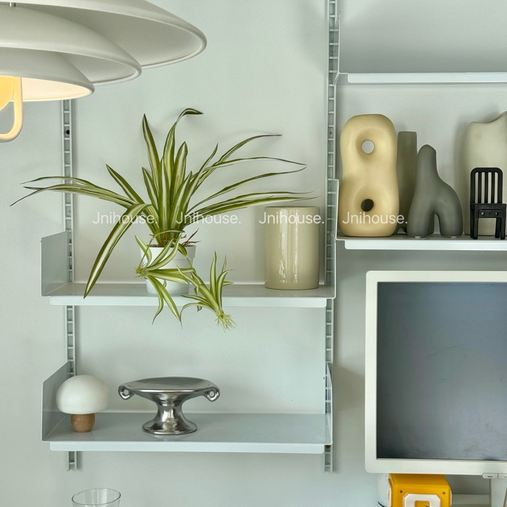 [พร้อมส่ง] Jnihouse : ต้นวาสนาราชินีกระถางขาว Spider plants (Tree)