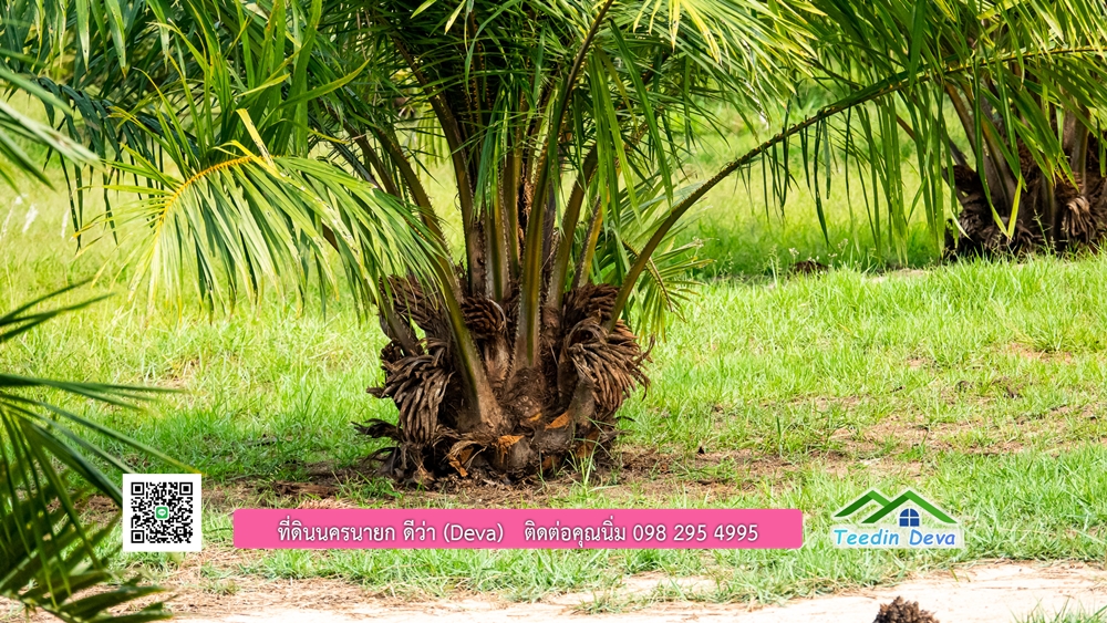 ขายที่ดิน สวนปาล์ม แปลงสวย ทำเลดี เนื้อที่ 11-3-8 ไร่ ให้ผลผลิตแล้ว อ.ปากพลี จ.นครนายก