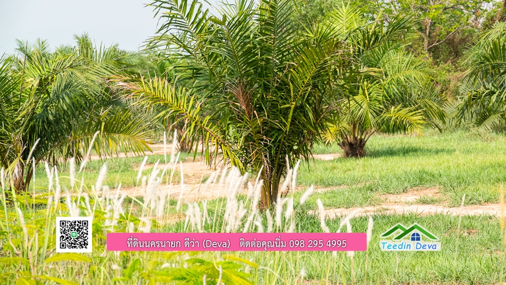 ขายที่ดิน สวนปาล์ม แปลงสวย ทำเลดี เนื้อที่ 11-3-8 ไร่ ให้ผลผลิตแล้ว อ.ปากพลี จ.นครนายก