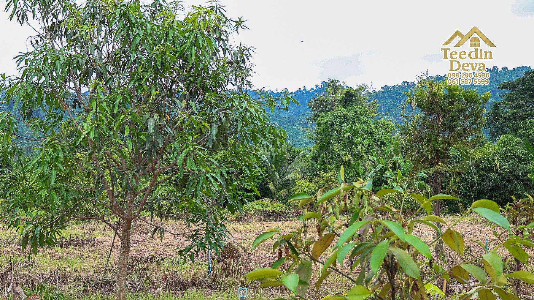 🌤 วิวภูเขาโอบล้อม ความสงบโอบใจ... ที่ดินสวนผลไม้ 120 ตร.ว. ต.หินตั้ง อ.เมือง จ.นครนายก 💛