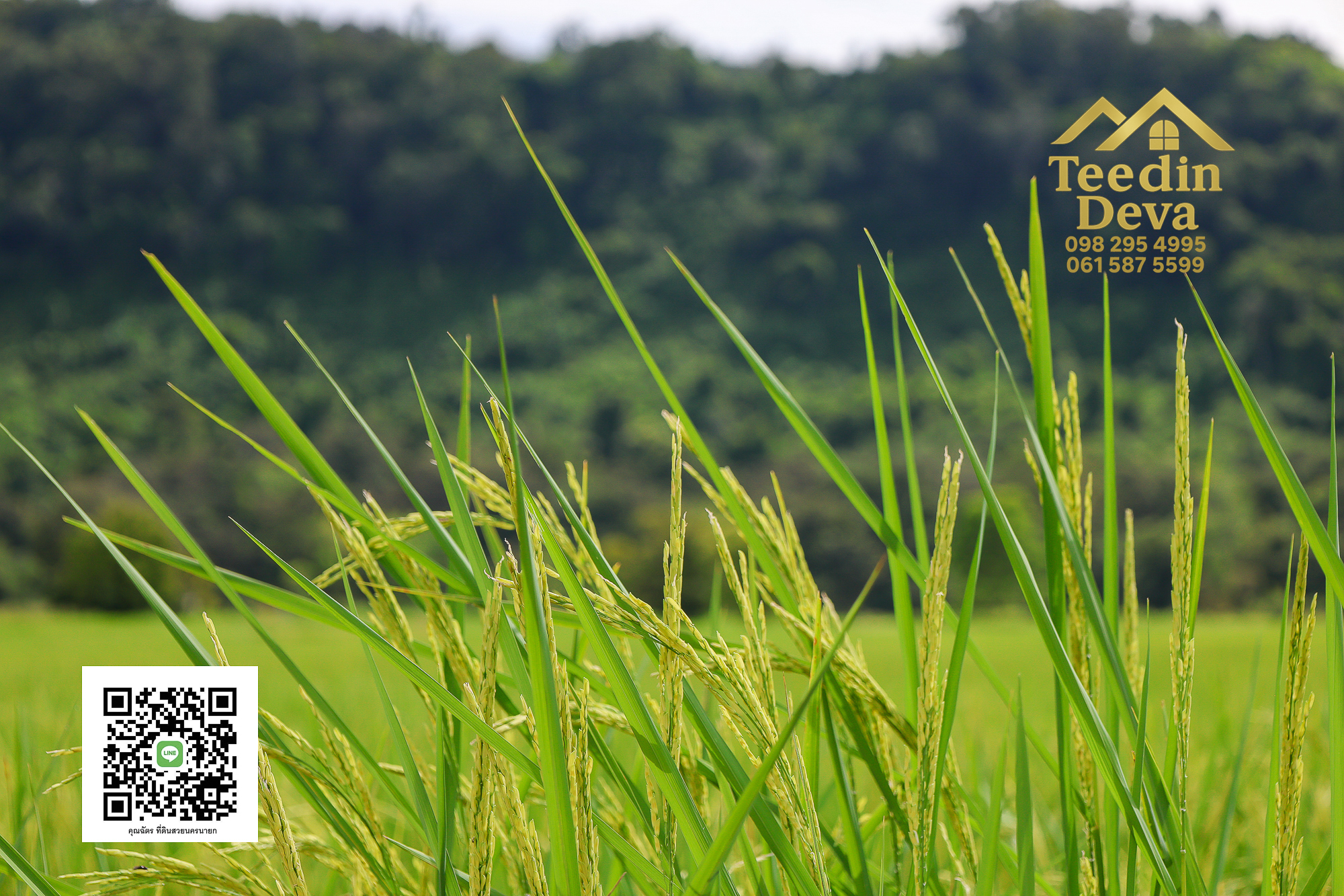 🏞️ “ที่ดินวิวเขาสุดตระการตา ใกล้เขาใหญ่เพียง 10 นาที — นาหินลาด อำเภอปากพลี จังหวัดนครนายก”